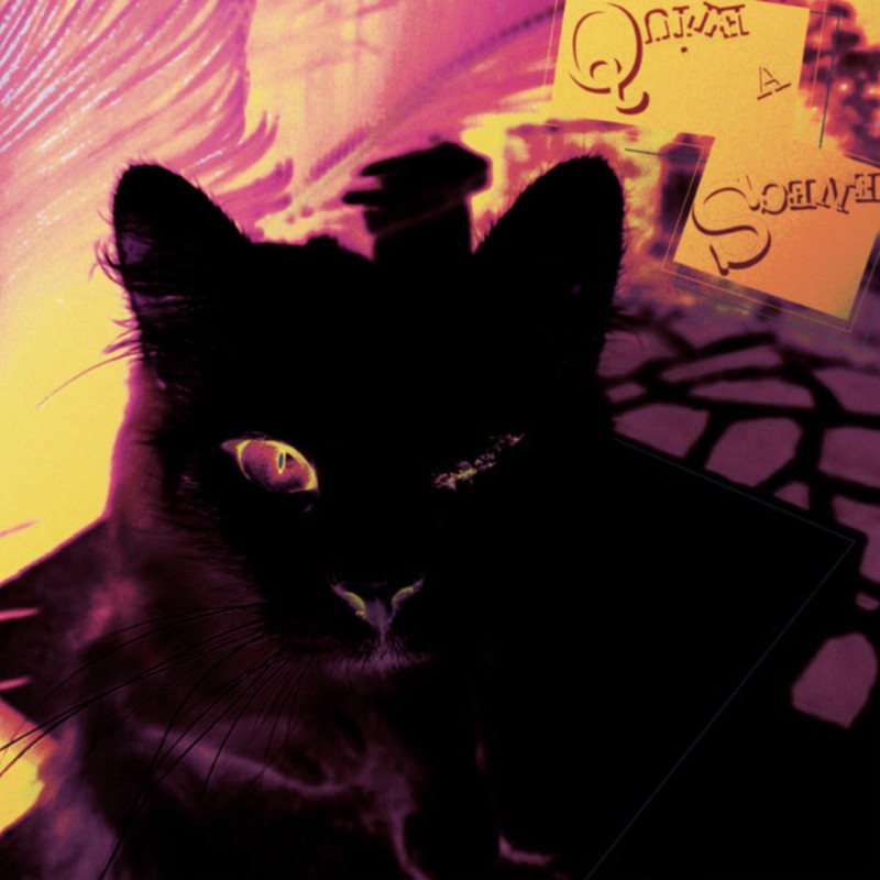 Quite a Scene cover: a black cat with one glowing eye against pink and yellow, the title on tilted yellow cards